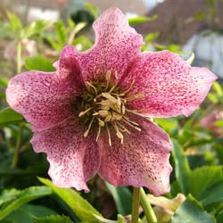 Helleborus orientalis Red Hybrids